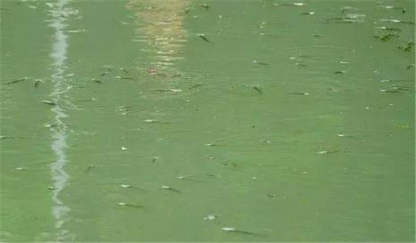 魚(yú)浮頭的原因