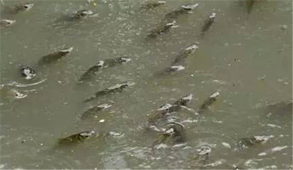 防止魚(yú)浮頭的措施