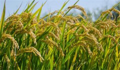 為什么說農(nóng)作物白根有勁、黃根保命、黑根生病