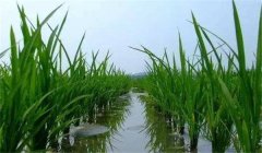 晚稻施穗肥效果好不好，應(yīng)怎樣施肥？