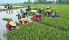 中稻什么時(shí)候下種、幾月收割？