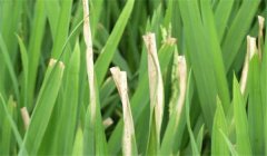 怎樣防止雜交水稻的白葉枯病 用什么藥治療？