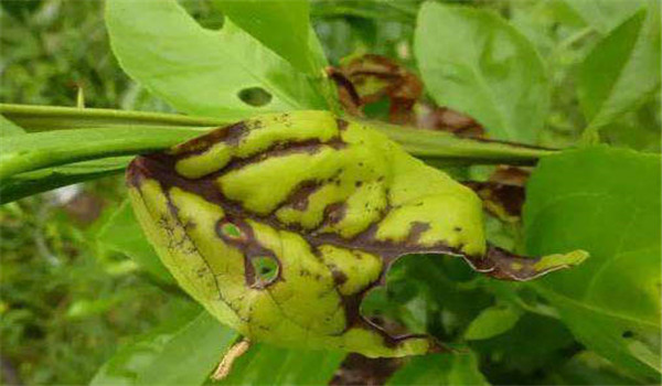 農業(yè)防治