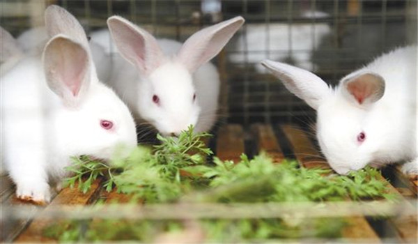 喂新鮮、優(yōu)質(zhì)的飼料