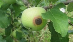 蘋果腐爛病用什么藥最有效，如何預(yù)防？