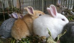 泌乳母兔的飼養(yǎng)管理，提供泌乳母兔飼料配方