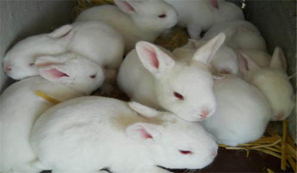 飼草飼料要新鮮、干凈
