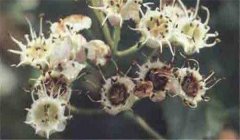 山楂花腐病怎么防治，患病山楂有何癥狀