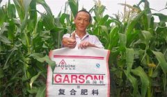 玉米基肥比例多少好，玉米基肥施多少合適？