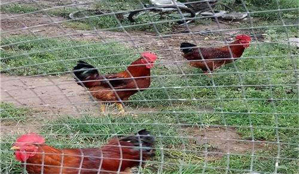 公、母分欄飼養(yǎng)