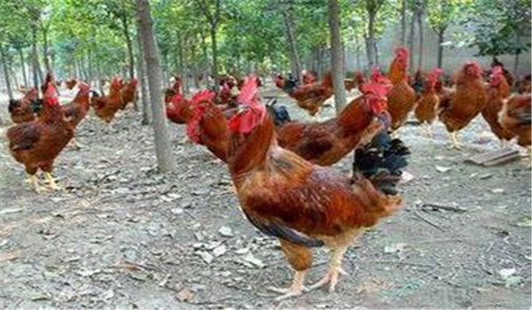種雞公、母要分開飼養(yǎng)