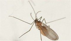 棗癭蚊防治方法，棗癭蚊用什么藥防治