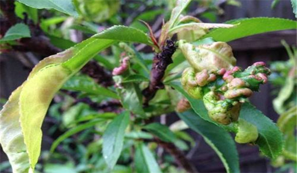 桃樹(shù)縮葉病的癥狀識(shí)別