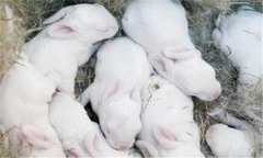 仔兔的飼養(yǎng)管理要點，仔兔睡眠期管理的方法