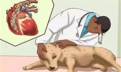 狗鉤蟲病的癥狀 狗鉤蟲病怎么治、多久可以治好