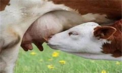 羊乳房炎癥腫塊怎么治療，是怎么引起的