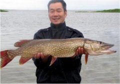 如何飼養(yǎng)白斑狗魚，白斑狗魚的養(yǎng)殖技術(shù)要點(diǎn)