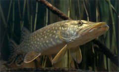 白斑狗魚怎么養(yǎng)，白斑狗魚養(yǎng)殖技術(shù)要點(diǎn)