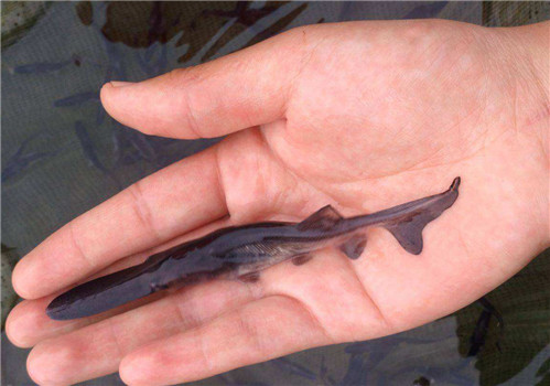匙吻鱘魚(yú)種培育