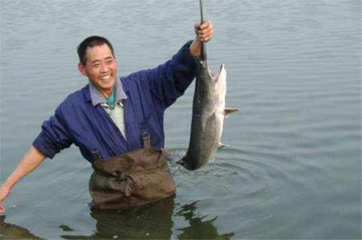 匙吻鱘成魚(yú)養(yǎng)殖方式