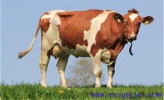 奶牛產(chǎn)犢前后的如何護(hù)理，需注意哪些問(wèn)題？