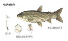病錨頭鳋病怎么治療，用什么藥治療