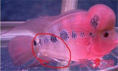 魚腸炎的癥狀及治療方法，魚腸炎用什么藥效果