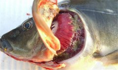 魚(yú)爛鰓病怎么處理 爛鰓病怎么治、用什么藥治療
