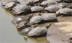 甲魚繁殖季節(jié)、技術(shù)要點與主要步驟
