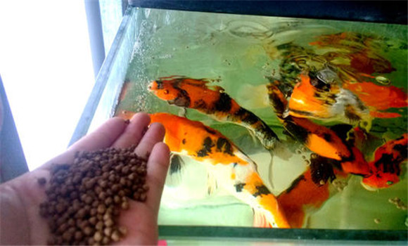 甲魚(yú)的攝食、生長(zhǎng)與溫度之間的關(guān)系