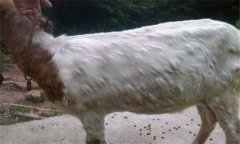 羊痘病的癥狀與治療方法、流行特點(diǎn)