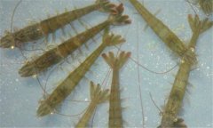 南美白對(duì)蝦病毒有哪些、怎樣防治？