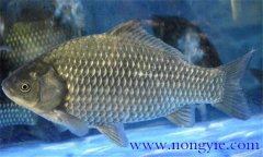 鯽魚有幾種，鯽魚種類知多少？