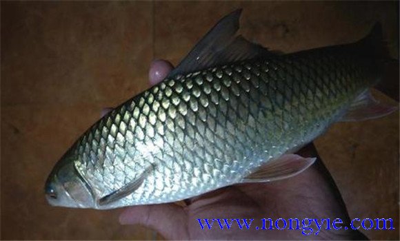 鯪魚的養(yǎng)殖技術(shù)要點