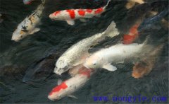 鯉魚(yú)是什么魚(yú)，鯉魚(yú)是淡水魚(yú)還是海水魚(yú)？
