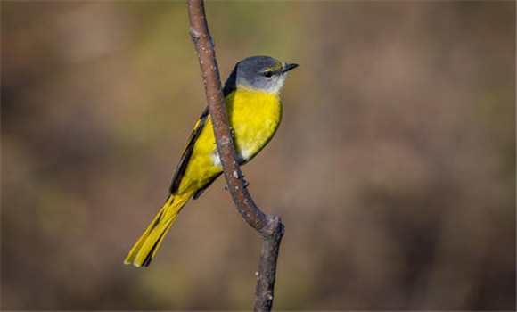 山霸王鳥(niǎo)如何飼養(yǎng)