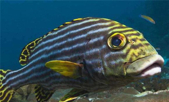 攀鱸魚養(yǎng)殖技術
