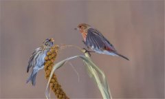朱頂雀是國家保護動物嗎?怎么繁殖、如何飼養(yǎng)