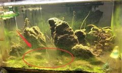 水族箱水渾濁怎么辦、用什么藥 如何布置水草
