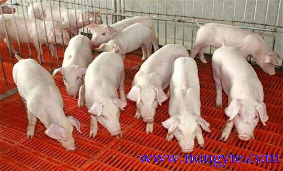 掌握仔豬的飼養(yǎng)管理技術