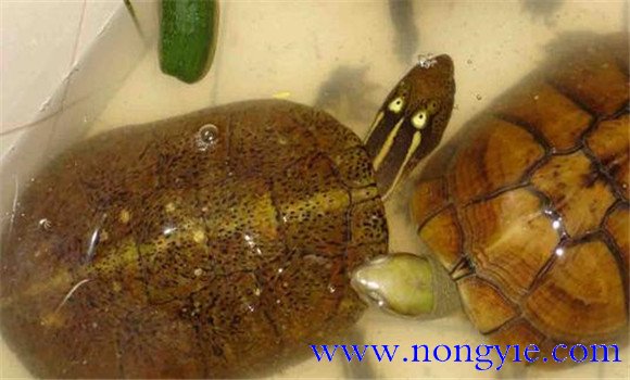 四眼斑水龜可以飼養(yǎng)嗎？