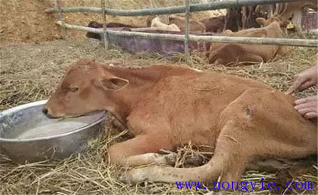牛水瀉的病因和預防、防治方法