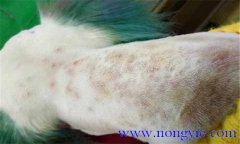 犬真菌性皮膚病癥狀表殃，如何診斷與治療