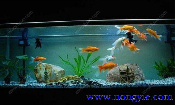 怎樣飼養(yǎng)金魚，飼養(yǎng)金魚注意事項(xiàng)和技術(shù)要點(diǎn)