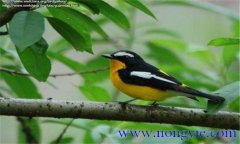 如何調(diào)教百靈鳥？百靈鳥的調(diào)教與訓(xùn)練方法