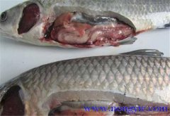 草魚出血病發(fā)病原因、癥狀、治療方法