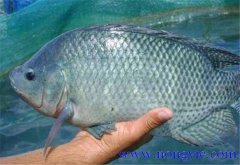 羅非魚的原產(chǎn)地是哪里，其生活習(xí)性如何？