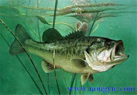 大口黑鱸養(yǎng)殖，飼養(yǎng)幼魚要注意哪些