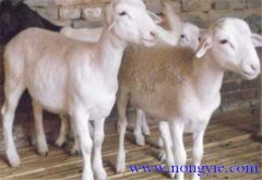 羊胃腸炎癥狀和治療的方法、病因是什么？