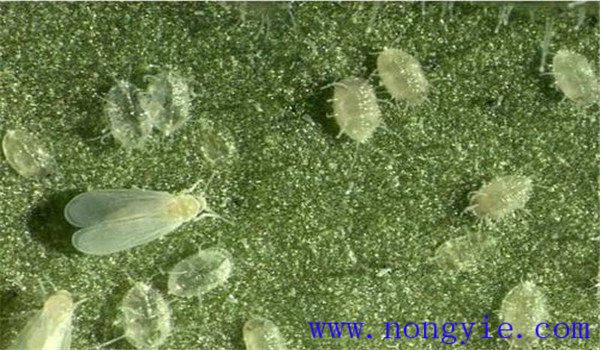 白粉虱怎么治，白粉虱用什么藥防治